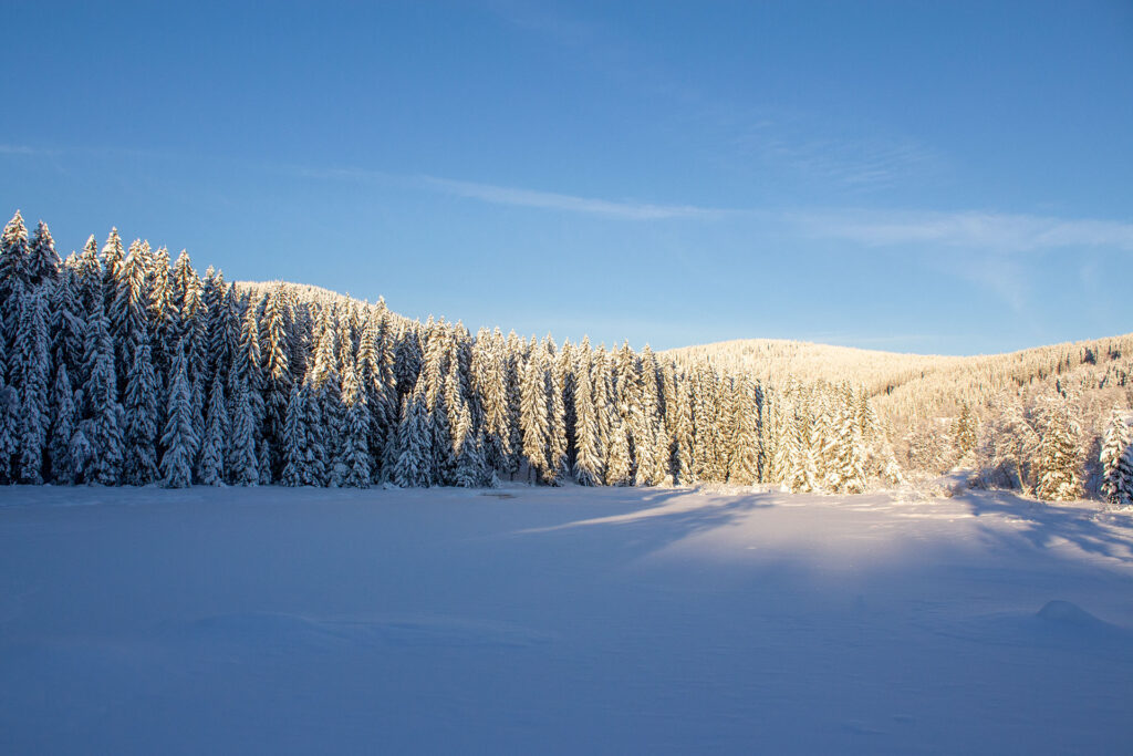 Blick von der Anglerbrücke auf dem Rückweg in der Morgensonne