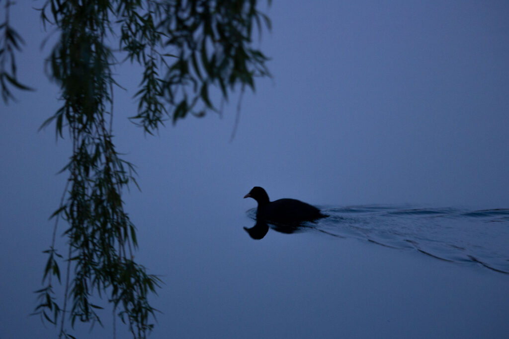 Eine Ente spiegelt sich im Wasser.