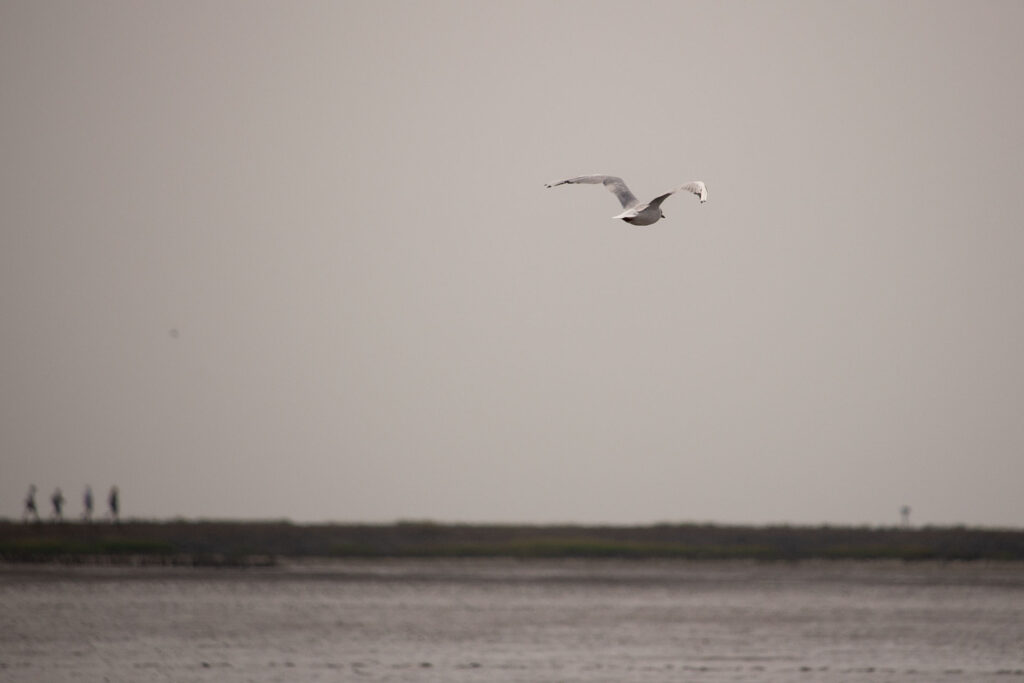 Möwe über dem Watt, am Horizont vier Menschen