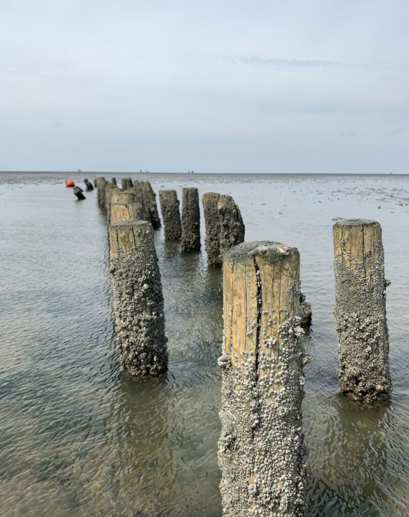 Alte Holzpfähle im Watt, dicht mit Muscheln bewachsen