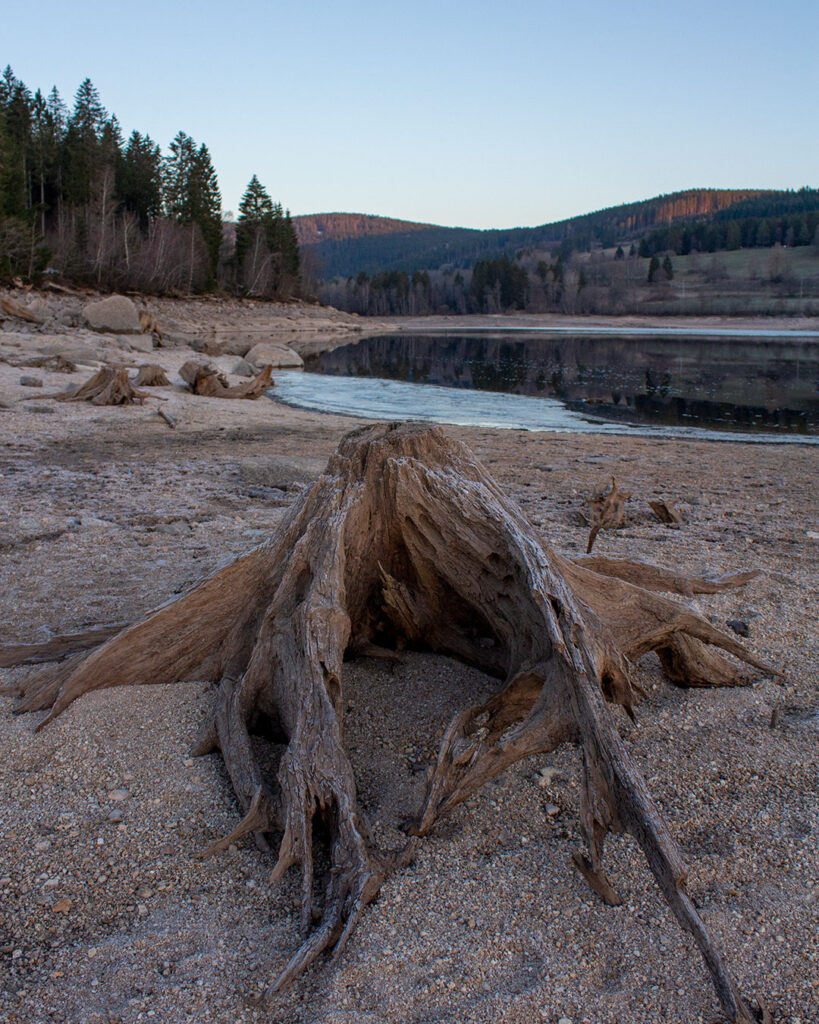 Baumwurzeln am Schluchsee