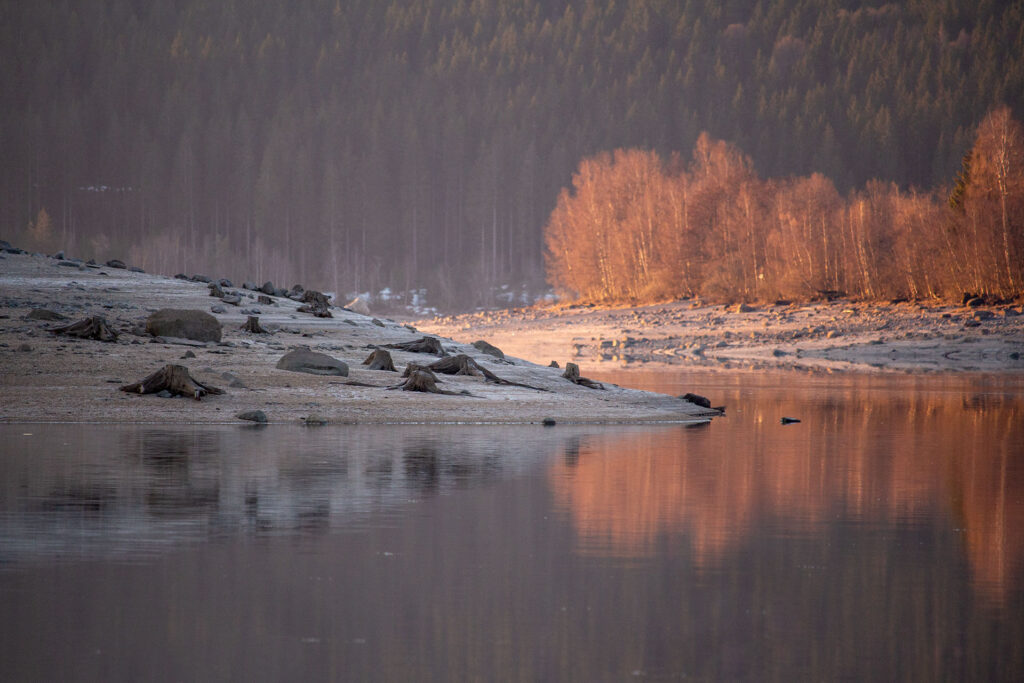 Bäume in der Morgensonne