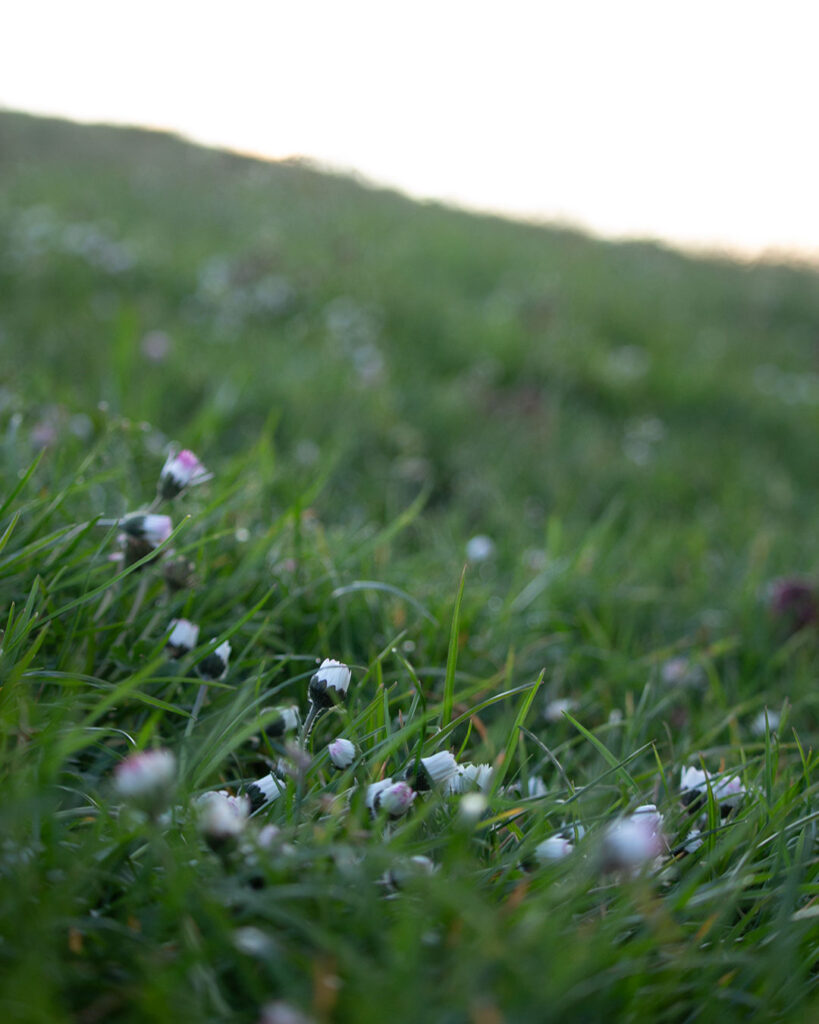 Schlafende Gänseblümchen warten auf die Sonne